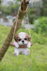 Hanging Shih Tzu Puppy Statue
